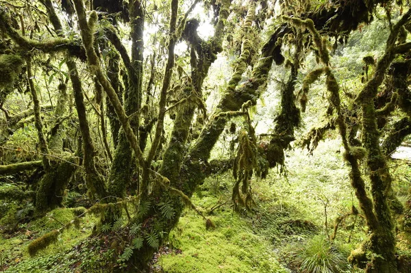 Troncos Árboles Suelo Cubierto Musgo Verde Bosque —  Fotos de Stock