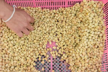 Kahve çekirdekleri, mayalanma ve yıkanma yöntemiyle.