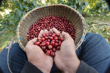  Kırmızı meyveler kahve fasulye tarımcı yandan yakın çekim