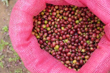 Arka plan için taze kahve çekirdeklerini kapatın.