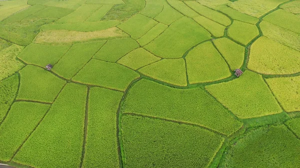 Die Schöne Landschaft Der Reisfelder Thailand — Stockfoto