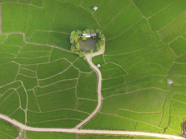 タイの田んぼの美しい風景 — ストック写真