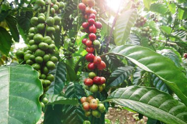 Ağaçta olgunlaşan kahve çekirdekleri