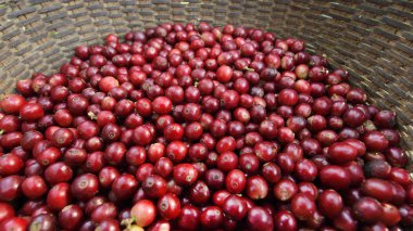 Sepette taze kahve çekirdeği.