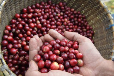  Kırmızı meyveler kahve fasulye tarımcı yandan yakın çekim