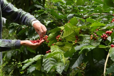 Ağaçta olgunlaşan kahve çekirdekleri