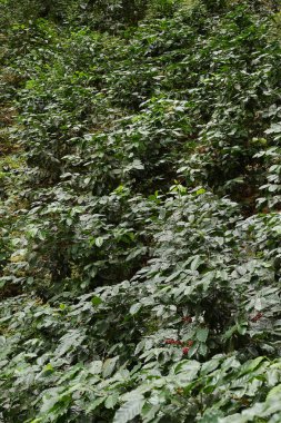 Ağaçta olgunlaşan kahve çekirdekleri