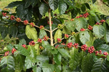 Ağaçta olgunlaşan kahve çekirdekleri