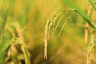 Bir çeltik tarlasında olgunlaşmış pirince yakın plan