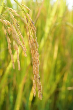 Bir çeltik tarlasında olgunlaşmış pirince yakın plan