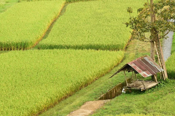 Tayland Daki Güzel Pirinç Tarlaları — Stok fotoğraf