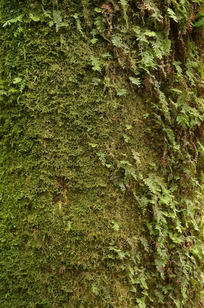 Primer Plano Textura Corteza Árbol Con Musgo —  Fotos de Stock