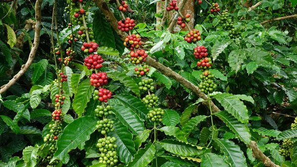 Granos Café Madurando Árbol —  Fotos de Stock