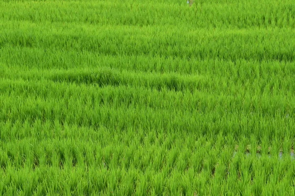 Bela Paisagem Dos Campos Arroz Tailândia — Fotografia de Stock