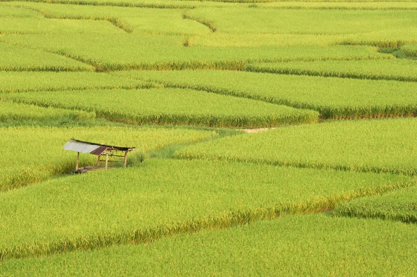 Bela Paisagem Dos Campos Arroz Tailândia — Fotografia de Stock