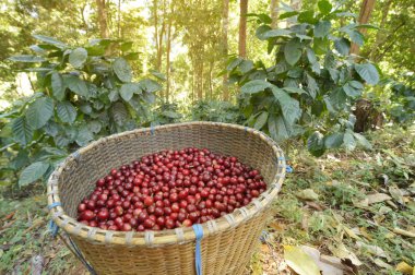 Sepette taze kahve çekirdeği.