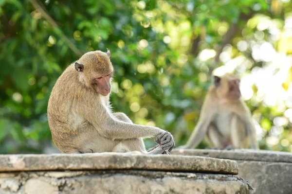 Affen Sitzen Auf Dem Boden Der Natur — Stockfoto