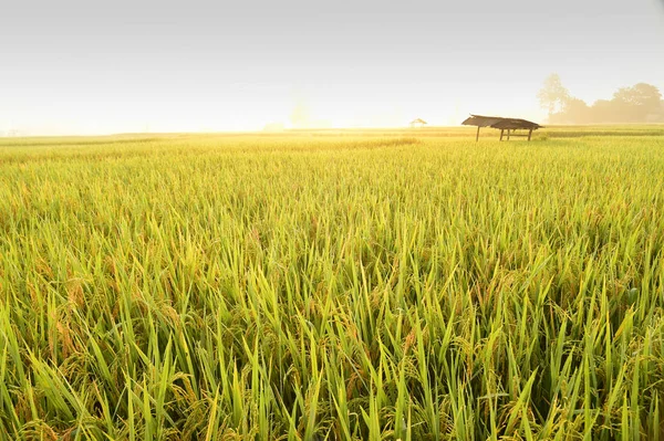 Primer Plano Del Arroz Maduración Arrozal —  Fotos de Stock