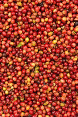 Arka plan için taze kahve çekirdeklerini kapatın.