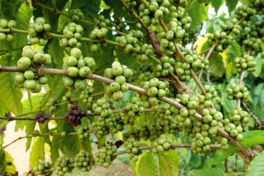 Köküne yeşil kahve.