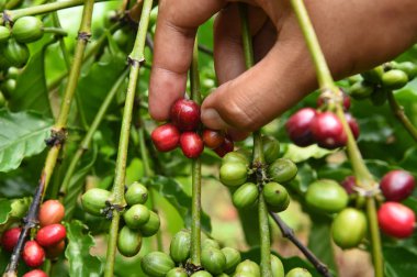 Ağaçta olgunlaşan kahve çekirdekleri