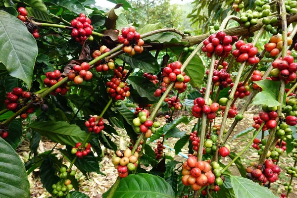 Kávová Zrnka Zrající Stromě Stock Snímky
