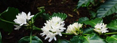 Beyaz çiçekli kahve ağacı çiçeği. Yakından bak.                   