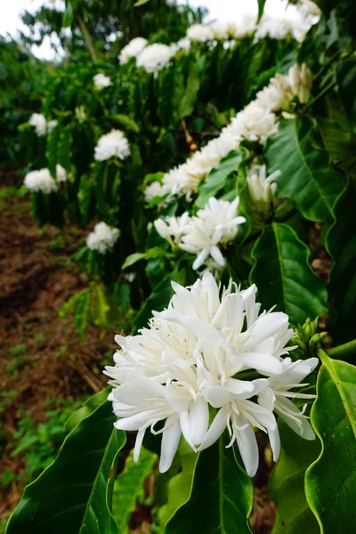 Цветок Кофейного Дерева Белым Цветом Цветка Закрыть Вид Стоковая Картинка