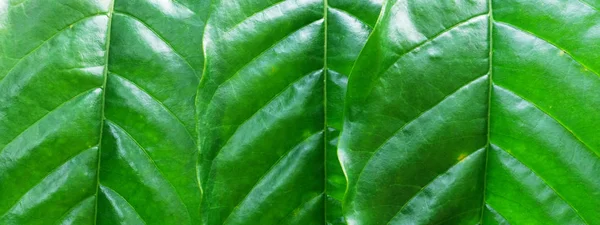 Arka Plan Için Yeşil Kahve Yaprakların Yakın Çekim Stok Fotoğraf