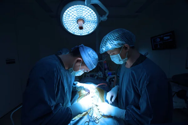Два Ветеринара Хирургии Операционной Взять Художественным Освещением Синий Фильтр Лицензионные Стоковые Изображения