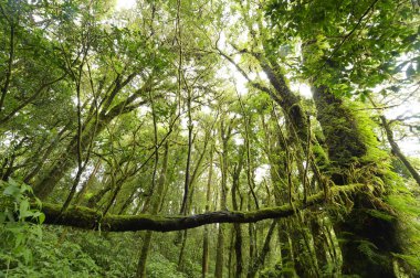 Ormandaki bir ağaçta yosun.