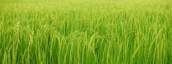 Perto Amadurecer Arroz Campo Arrozal — Fotografia de Stock