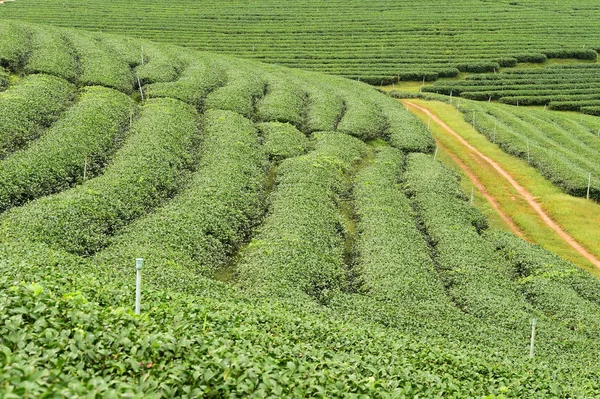 Tea Ültetvény Chiang Rai Thaiföld — Stock Fotó