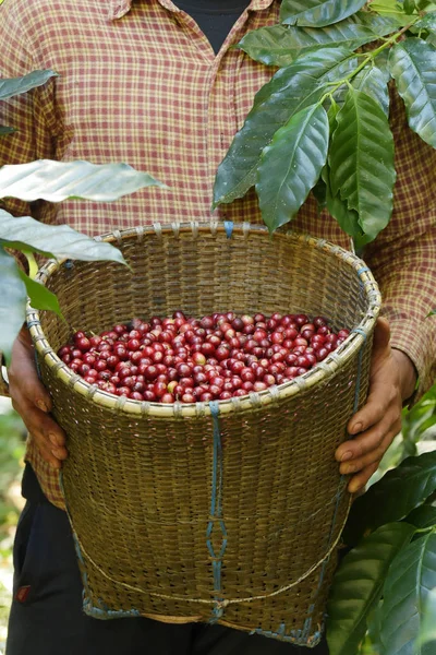 Sepette taze kahve çekirdeği.