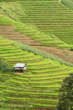 Tayland 'daki güzel pirinç tarlaları.. 