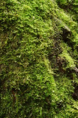 Ağaç kabuğu moss ile doku yakın çekim