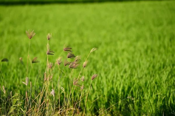 Close Ripening Rice Paddy Field — Stock Photo, Image