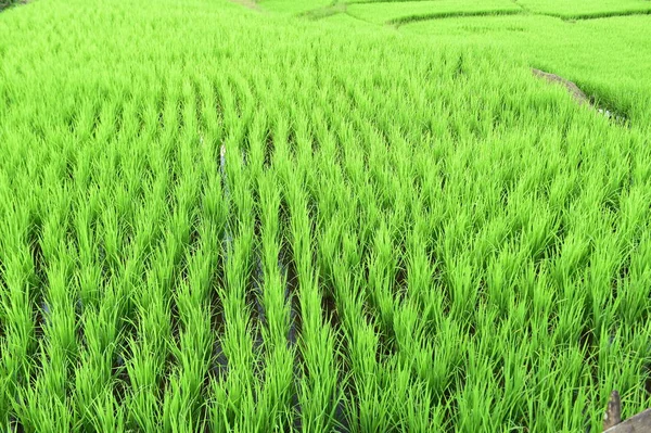 Bela Paisagem Dos Campos Arroz Tailândia — Fotografia de Stock