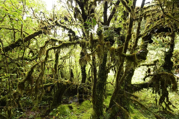 Moss Árbol Bosque —  Fotos de Stock