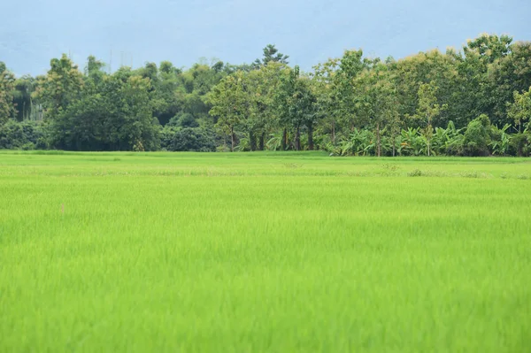 Hermoso Paisaje Campos Arroz Tailandia —  Fotos de Stock