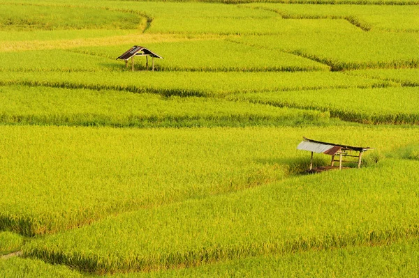 Die Schöne Landschaft Der Reisfelder Thailand — Stockfoto