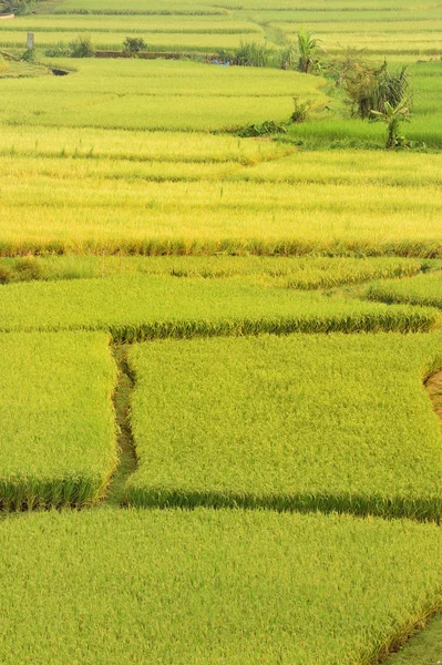 タイの田んぼの美しい風景 — ストック写真