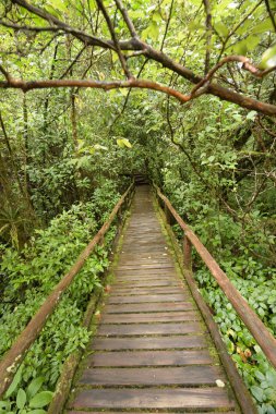 Derin ormanda yürüyüş yolu.