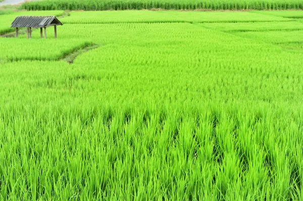 Beautiful Landscape Rice Fields Thailand — Stock Photo, Image