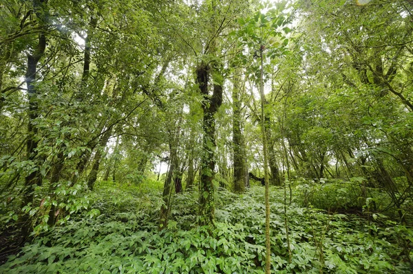 Ormandaki Bir Ağaçta Yosun — Stok fotoğraf