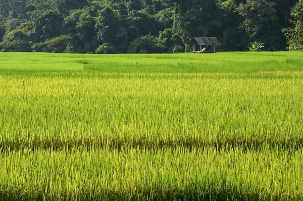Чудовий Краєвид Рисових Полів Таїланді — стокове фото