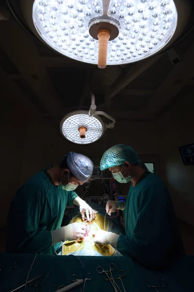 Дві Ветеринарної Хірургії Операційному Залі — стокове фото