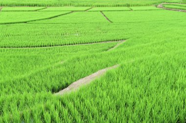 Tayland 'daki güzel pirinç tarlaları.. 
