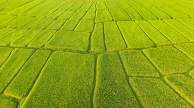 Tayland 'daki güzel pirinç tarlaları.. 