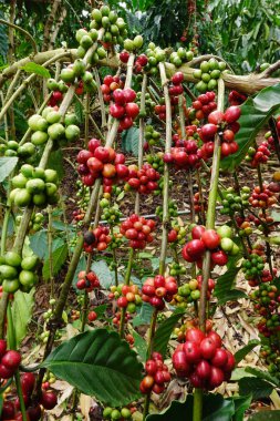 Ağaçta olgunlaşan kahve çekirdekleri